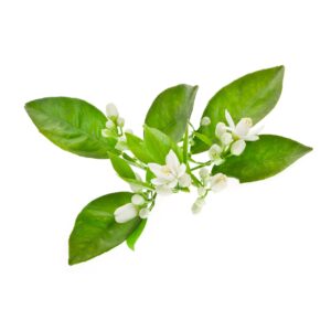 Bata Safari Adventure Mens Donkey Size 10